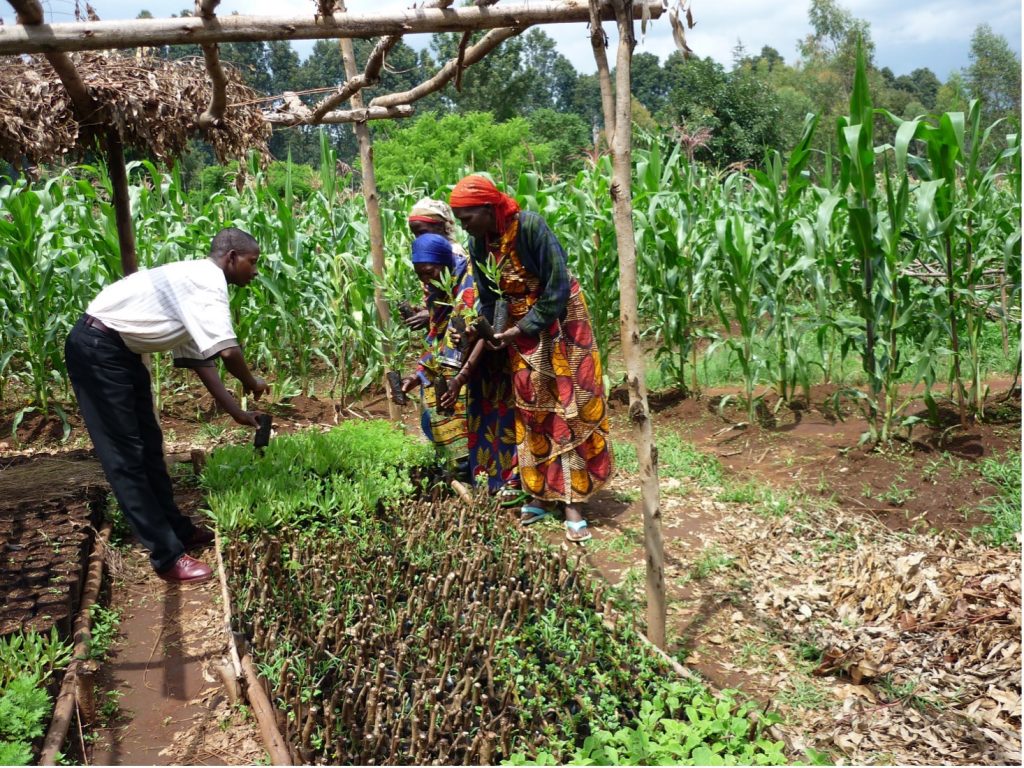 Pépinière de plantes médicinales menacées, créée par la CBJE près du centre de médecine traditionnelle de Buta, pour encourager leur domestication en agroforesterie.