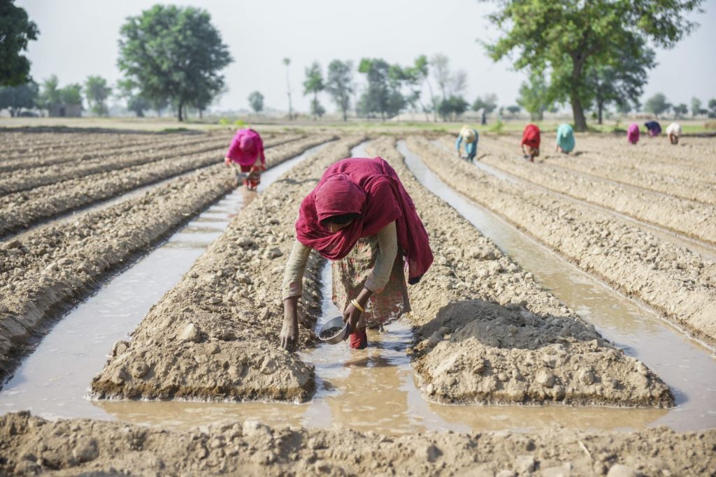 Women tilling the land in Pakistan